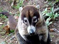 2º giorno PENSIONE COMPLETA - ESCURSIONE AL PARCO NAZIONALE DEL CORCOVADO Prima