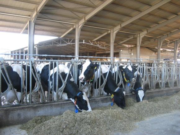 Strategie nutrizionali per ridurre le emissioni di metano Modificare la composizione della razione: - Migliorare l efficienza alimentare (kg latte/kg alimento) - Aumentare l inclusione di concentrati