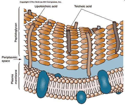 GRAM (+) parete cellulare è costituita da uno spesso strato