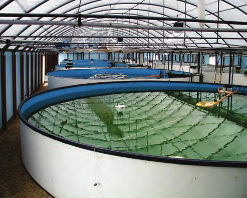 Un ciclo di allevamento prevede l allestimento di vasche artificiali, composte con materiale sintetico facile da assemblare e, eventualmente, da rimuovere.