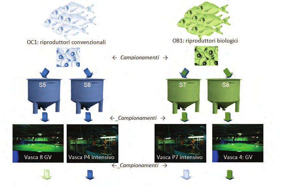 WP3: Contributo alla costruzione di un protocollo per avannotterie biologiche di specie ittiche marine eurialine (Obiettivo A) O 2 (mg/l) 7,6 7,3 7,3 7,4 O 2 (%) 97,0 96,0 93,0 96,0 T 17,8 18,0 18,0