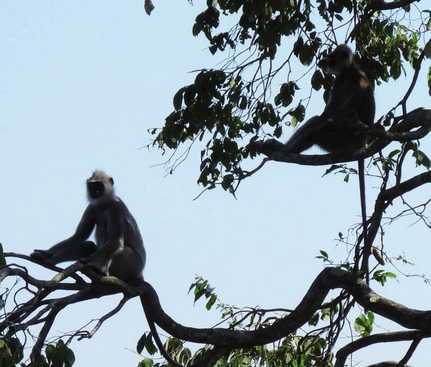 Due grandi Langur in India.