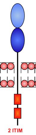 KIR2DL1 HLA- C Lys80 C2 high HLA- C Asn80 C1 high KIR2DL2/L3 HLA- B*46:01, - B*73:01 (C1 pos ) HLA- C Lys80 C2 low I geni