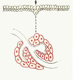 ghiandole esocrine endocrine Adenomero o parte