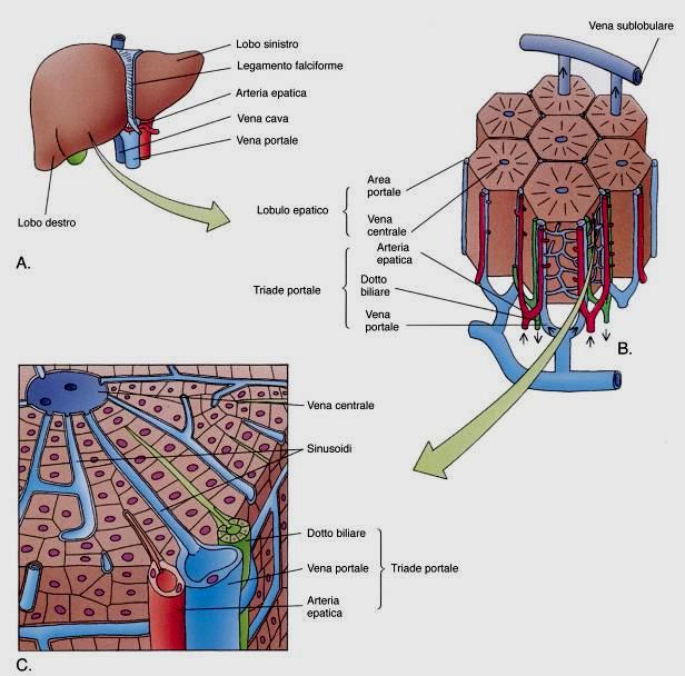 Ha funzione FEGATO esocrina ed endocrina Esocrina: bile Endocrina: proteine plasmatiche