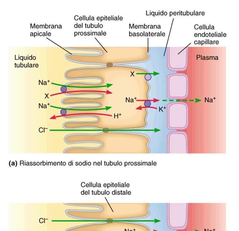 Bilancio del sodio Principale catione extracellulare filtrato a