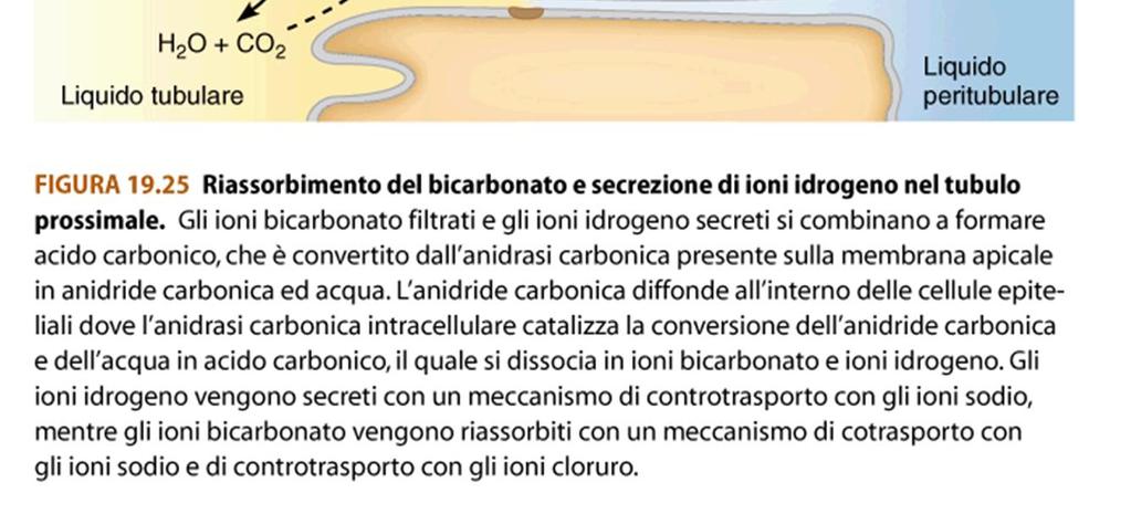 bicarbonato Escrezione