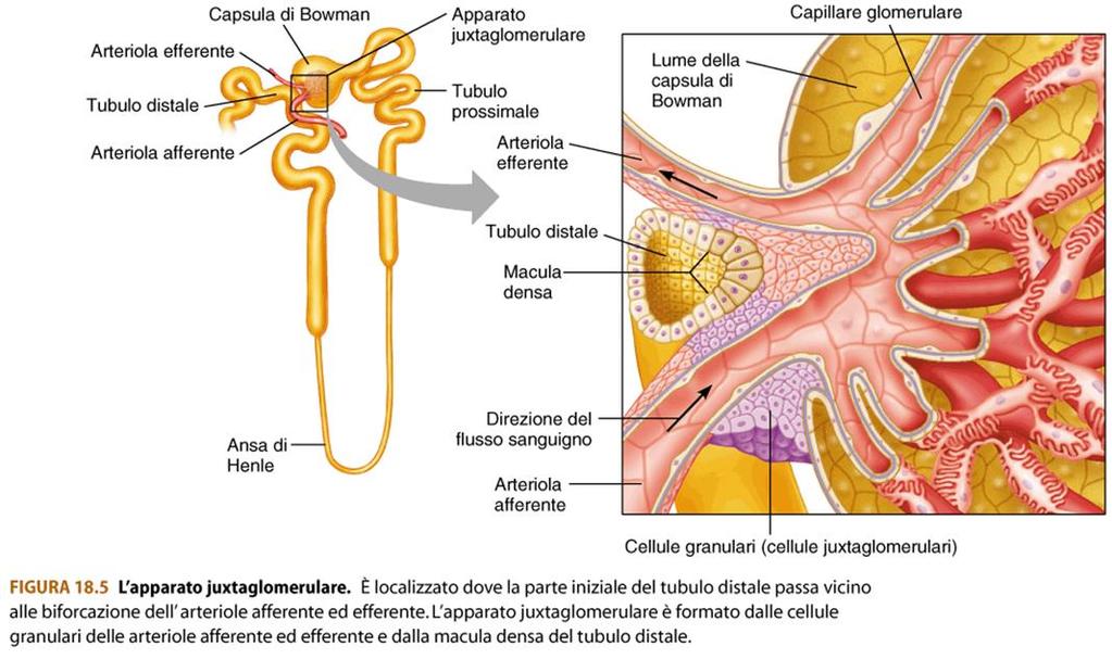 corpuscolo renale