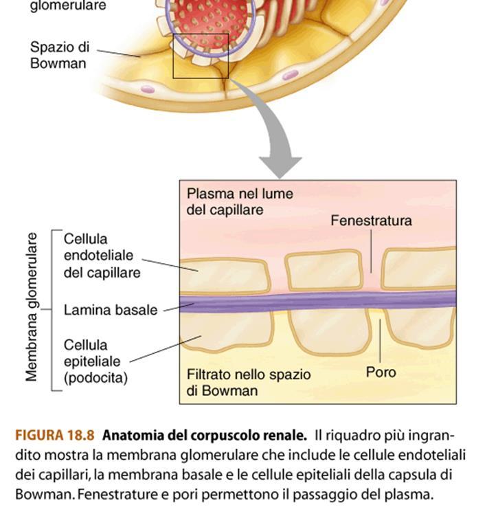 5litri di urina escreti 22 minuti impiegati dai glomeruli