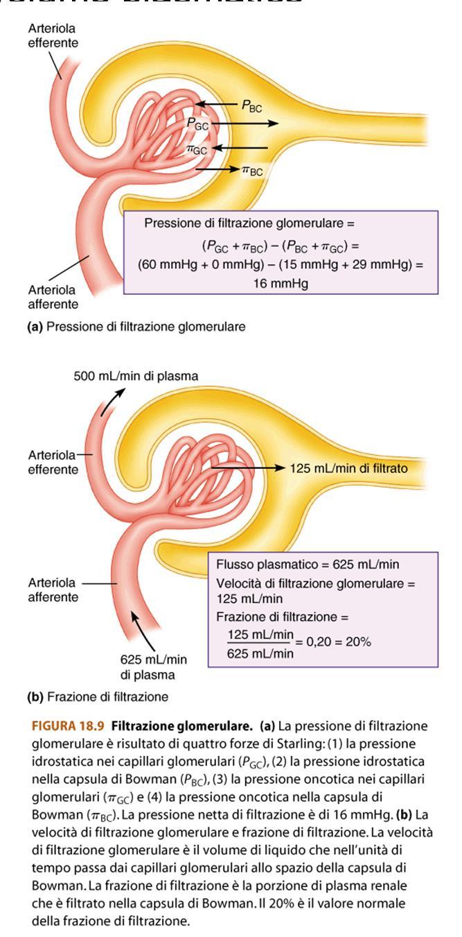 pressione arteriosa determinano cambi della VFG a cui I