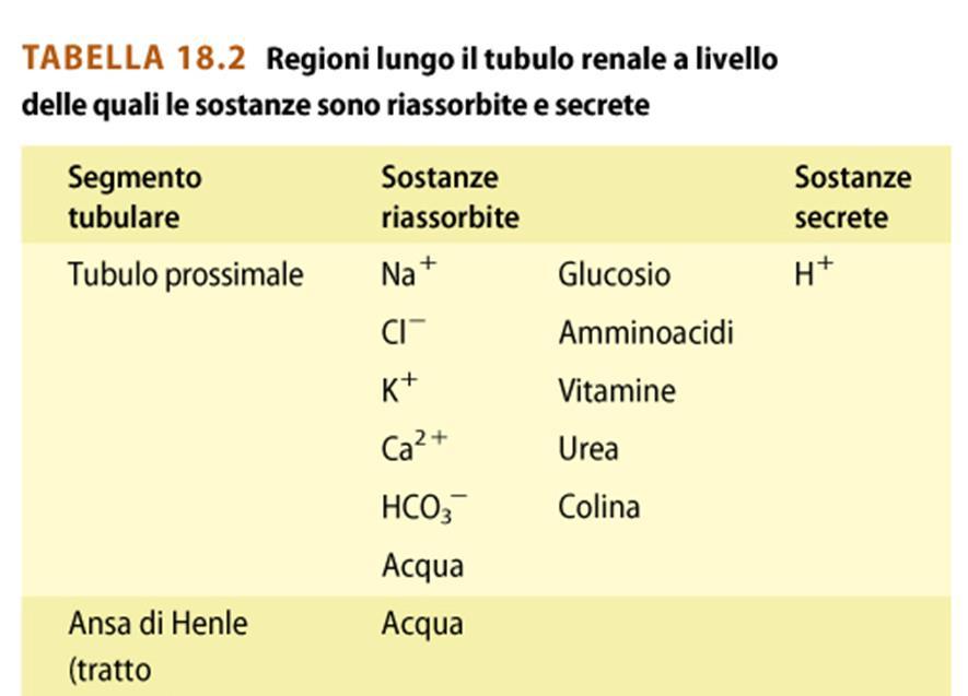 Proprietà distrettuali dei tubuli renali