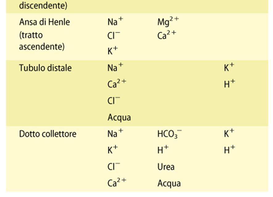 eliminano acqua e soluti con le urine Il materiale