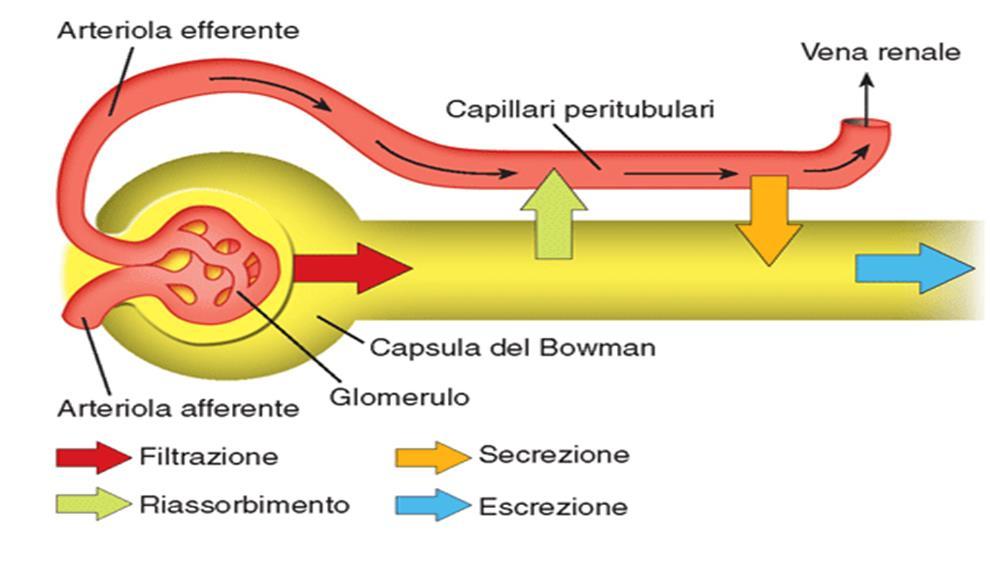 VALUTAZIONE DELLA FUNZIONE RENALE Q.escreta = q.filtrata - q. riassorbita + q.