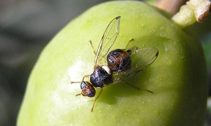 Cocciniglia mezzo grano di pepe: A partire dalla metà di maggio monitorarne la presenza soprattutto in relazione alla alta umidità relativa dell aria che la favorisce.