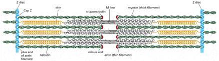 trattenuti negli spazi fra i filamenti sottili di actina da una proteina