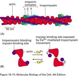 Controllo della contrazione del muscolo scheletrico da parte della troponina (A) Un filamento