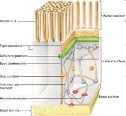 miosina II divide la cellula in due. http://www.ncbi.