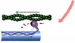 Scorrimento dei filamenti di miosina e actina 1) A riposo: miosina distaccata