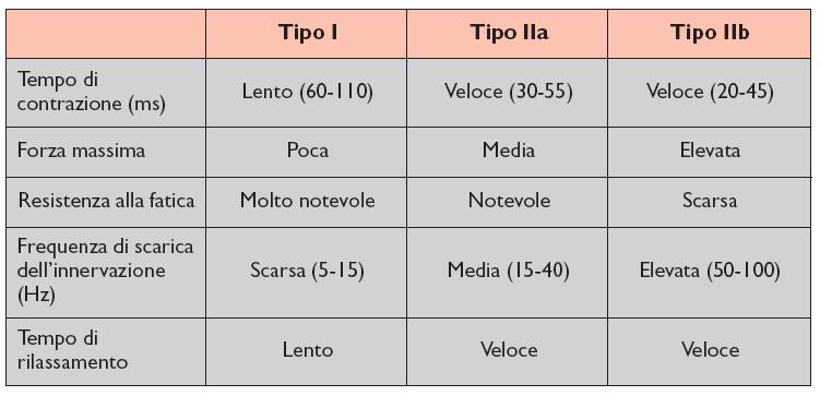 Proprietà contrattili FIBRE MUSCOLARI UMANE Fibre II - contrazione ottimale raggiunta velocemente - tensione maggiore