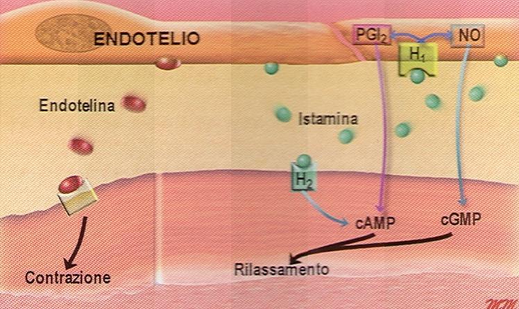 I recettori H1 sono localizzati sulle cellule endoteliali vascolari La stimolazione dei recettori H1 a