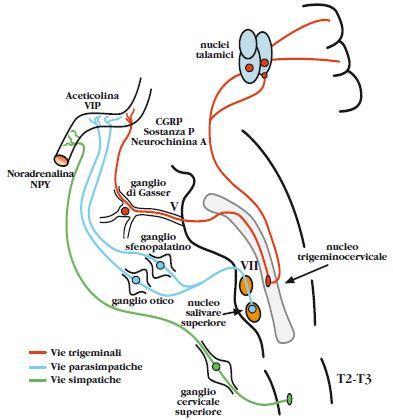 Aree coinvolte nel riflesso trigemino-vascolare Il dolore encefalico origina dalle regioni meningee e dai vasi arteriosi e