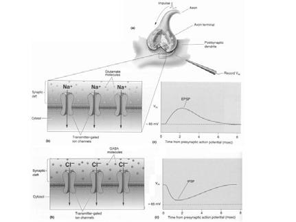 eccitatoria, l elemento postsinaptico può generare un potenziale d azione.