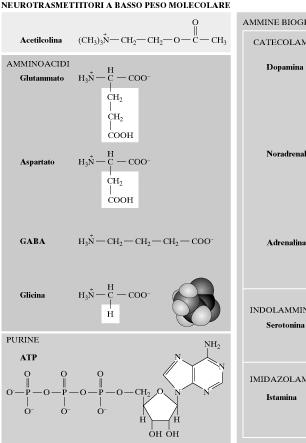 PRINCIPALI NEUROTRASMETTITORI