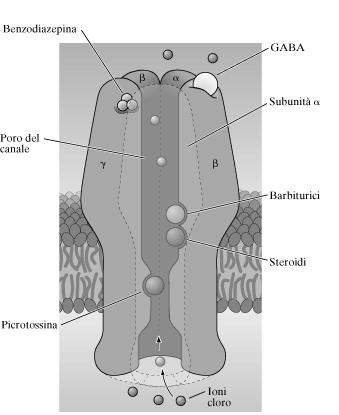 Il recettore GABA A Picrotossina (antagonista) costituito da 5 subunità permeabile al Cl - che entra all interno della cellula causa iperpolarizzazioni quando è aperto dal GABA Modulazione del GABA A