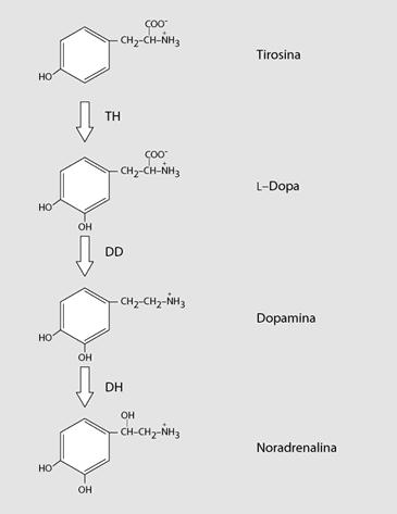 noradrenalina ad opera della dopamina β- idrossilasi Le cellule cromaffini della midollare del surrene aggiungono un gruppo metilico alla noradrenalina formando adrenalina.