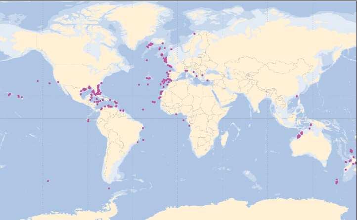 generalmente più fragili di quelle a L. pertusa, limitandone quindi la sua capacità di biocostruttore: ove M. oculata domina la comunità corallina, difficilmente si sviluppano ampi reef.