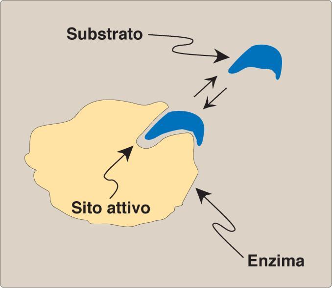 Specificità di substrato L enzima interagisce con il substrato tramite legami non covalenti deboli.