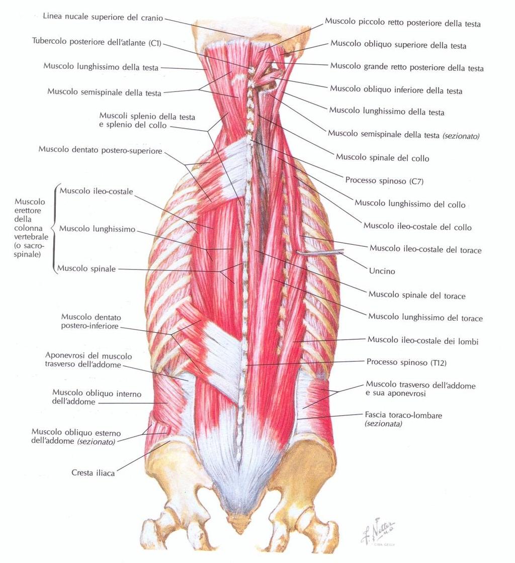 Muscoli SPINO DORSALI -> strato superficiale Muscolo Sacro- Spinale (Erector Spinae)