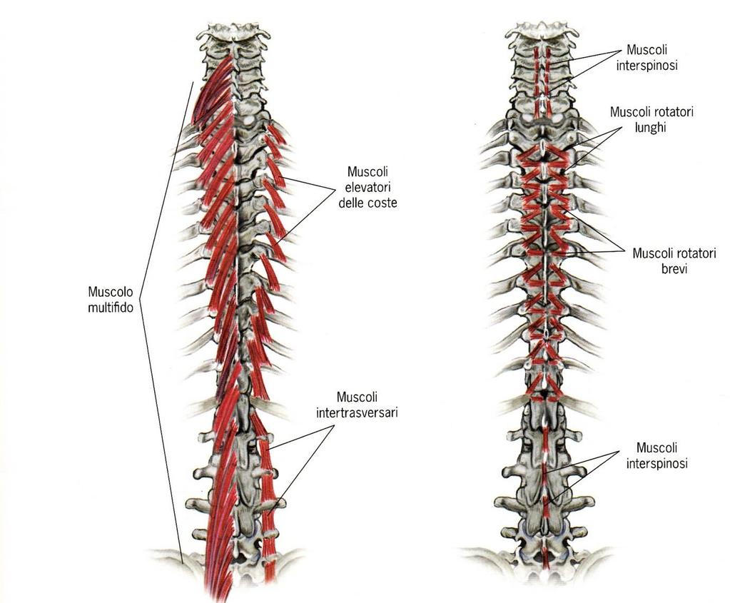 Muscoli SPINO DORSALI-> strato intermedio Trasverso Spinale Toracici Intermedio Profondo Superficiale -contrazione bilaterale: estende o