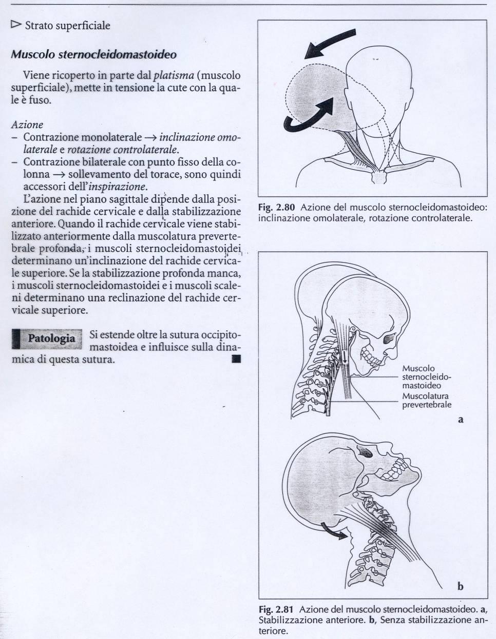 Azione dello