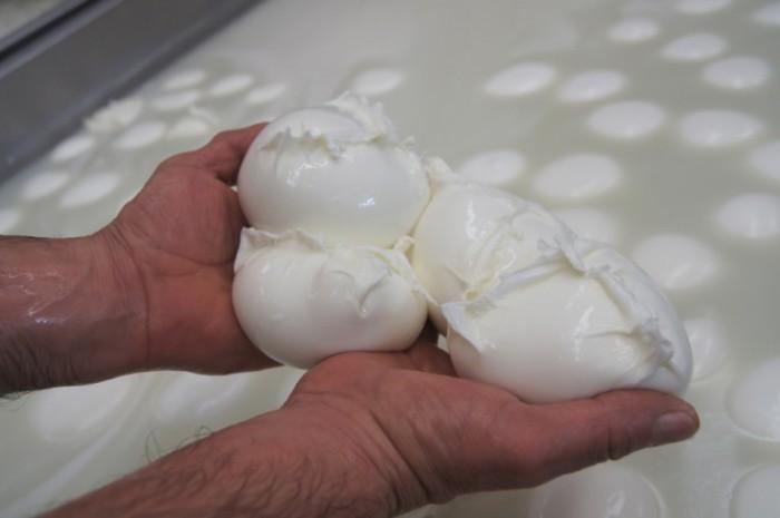 Campania Felix: fasi di lavorazione (meccanizzata) della mozzarella di bufala campana dop Sono stati tra i primi a commercializzare la mozzarella all estero e attualmente, gran parte della produzione