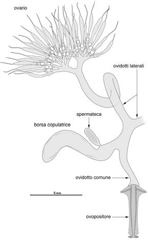 Fig. 2 Capnodis tenebrionis (L.