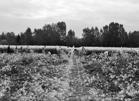 Agroscope è proprietaria del Protected Site a Reckenholz (ZH), in cui coltivano patate, mele, grano geneticamente modificati ecc.