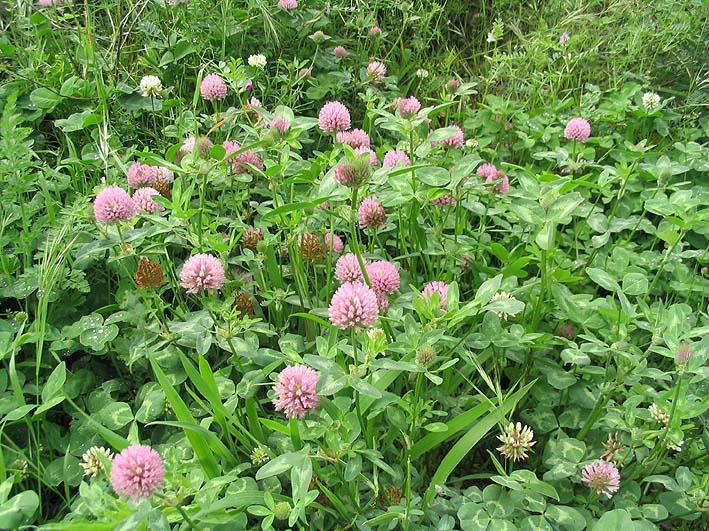 Trifolium pratense L.