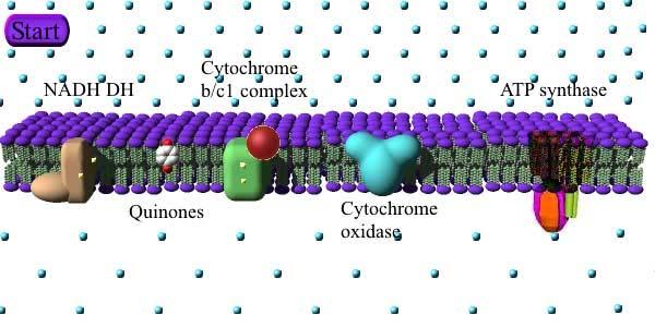 Metabolismo batterico La membrana cellulare e sede di processi biosintetici (sintesi