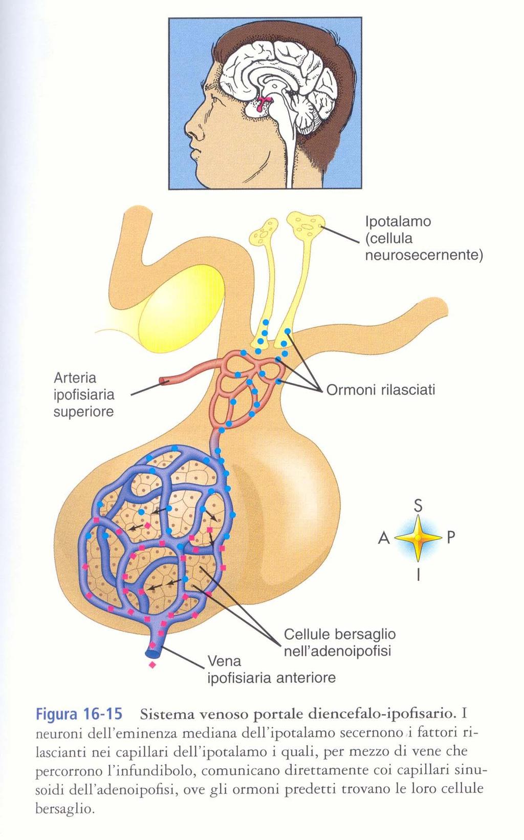 Nuclei dell eminenza mediana Nuclei DELL EMINENZA MEDIANA (RF) Prodotti da cellule neurosecernenti Neuroni dell eminenza mediana Giungono a vasi capillari dell EMINENZA MEDIANA Da qui passano dal