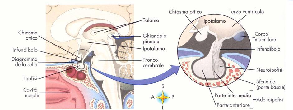 Ghiandola ipofisi 2 ipofisi posteriore ipofisi anteriore 1