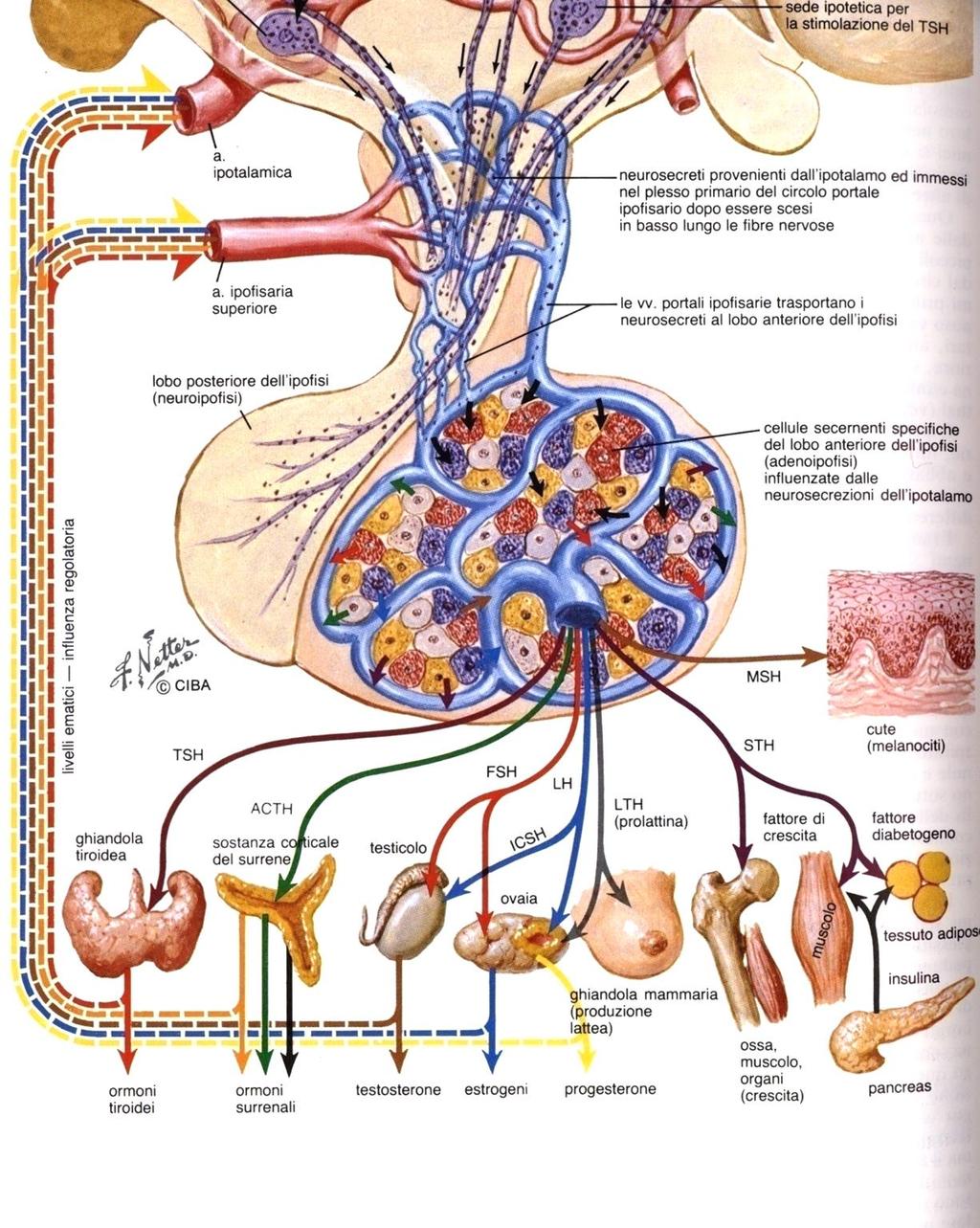 Adenoipofisi - tipica ghiandola endocrina - è formata da diversi tipi di cellule -produce