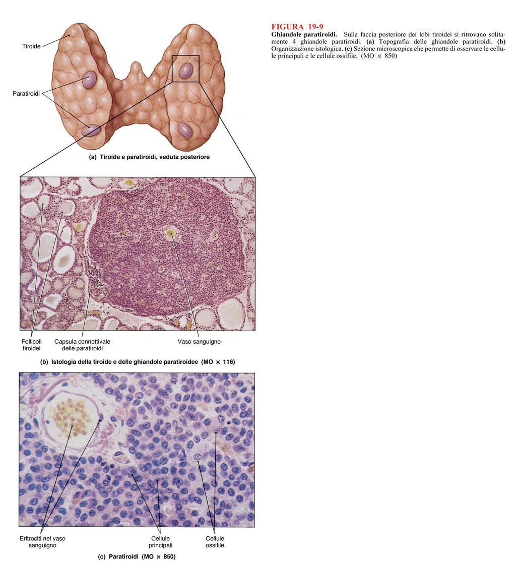 Paratiroidi - 4 ghiandole appoggiate alla faccia posteriore