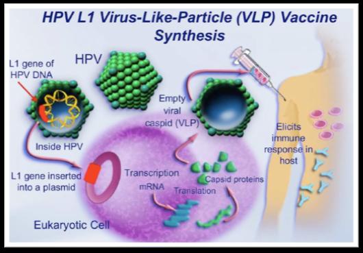 Composizione vaccini HPV
