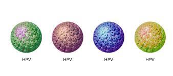 Papillomavirus umani (HPV) Oltre 150 genotipi identificati di cui 80 completamente caratterizzati