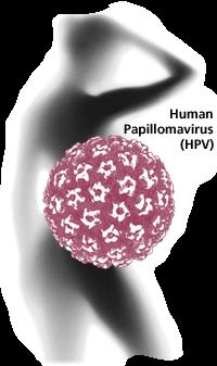 Papillomavirus umani (HPV) 1995: L OMS,