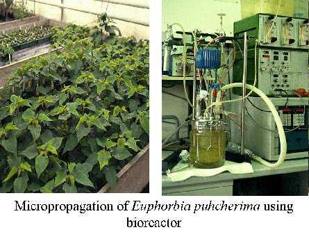 Micropropagazione in coltura