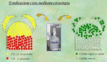 (infetto) Cellule piccole, di forma isodiametrica, con un elevato rapporto volumetrico