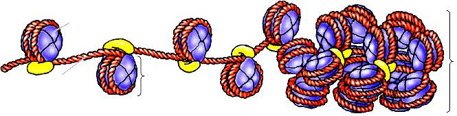 Cromatina La cromatina può poi essere ulteriormente condensata da un avvolgimento in fibre di 30 nm la cui struttura rimane ancora da determinare.