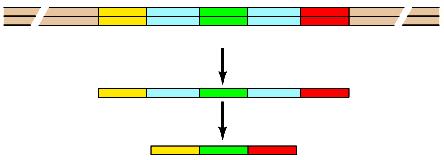 2 esone 3 Trascritto primario di RNA Trascrizione 5 3 Splicing RNAm 5 3 DNA codificante Sequenze spaziatrici: lunghe sequenze di DNA